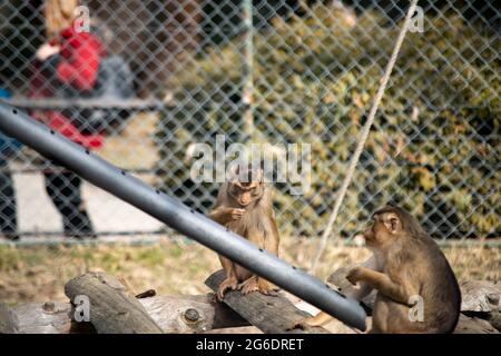 Nahaufnahme des Affen in einem Zoo sitzt auf Holzhackschnitzeln Stockfoto