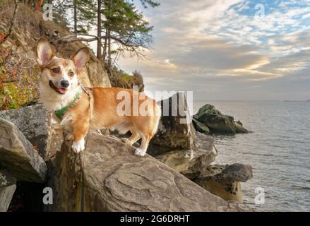 Pembroke Welsh COGI sind eine der beliebtesten Rassen in Amerika Stockfoto