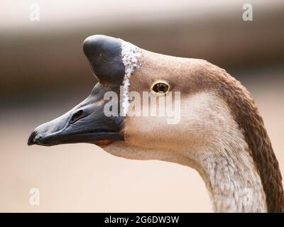 Anser cygnoides f. domestica - Chinesische Gans mit typischem Basalknauf Stockfoto