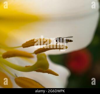 Insekt bestäubt Lilienblume, Nahaufnahme Makro, mit verschwommenem Hintergrund Stockfoto