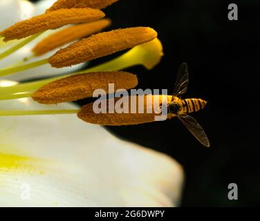 Insekt bestäubt Lilienblume, Nahaufnahme Makro, mit verschwommenem Hintergrund Stockfoto