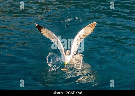 Eine riesige weiße Möwe (Larus argentatus) mit ausgestreckten Flügeln fängt Nahrung an der Oberfläche im Mittelmeer, Griechenland. Stockfoto