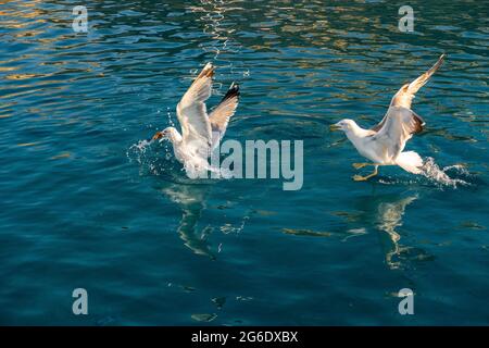 Zwei große weiße Möwen (Larus argentatus) kämpfen im kristallblauen Mittelmeer auf den Kykladen-Inseln, Griechenland, um Nahrung. Stockfoto