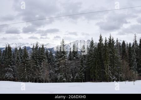 Blick auf die schneebedeckte Tatra, Wald im Vordergrund Stockfoto