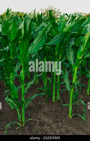 Junge Triebe von Mais gepflanzt, in einer Reihe in einem Gemüsegarten Stockfoto