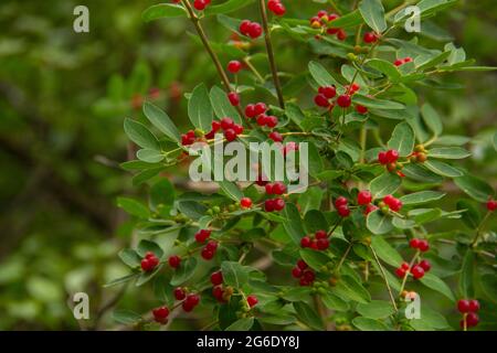 Red Tree Beeren Stockfoto