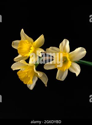 Narzissen, drei Narzissen Blüten auf schwarzem Hintergrund isoliert Stockfoto