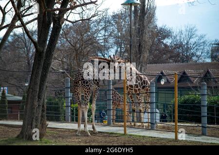 Zwei wunderschöne Giraffen umarmen sich im Zoo Stockfoto