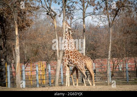 Zwei wunderschöne Giraffen umarmen sich im Zoo Stockfoto