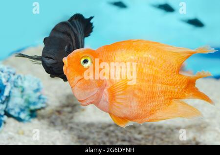 Große schöne Fische im Aquarium. Fische mit schwarzen Streifen Cichlasoma nigrofasciatum und rotem Papagei. Selektiver Fokus Stockfoto