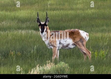 Antilope grast auf einem Feld Stockfoto
