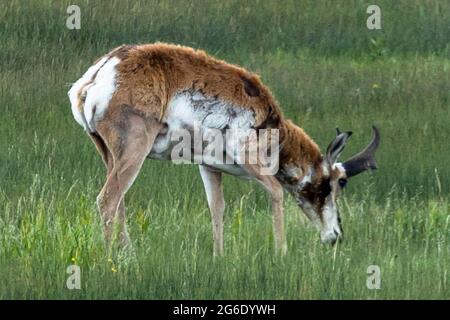 Antilope grast auf einem Feld Stockfoto