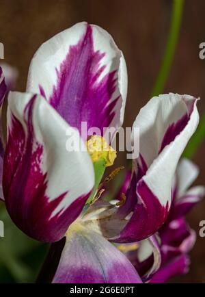 Die Single Tulipa „Rems Favorite“, die Tulpe „Rems Favorite“ blühen in Nahaufnahme Stockfoto