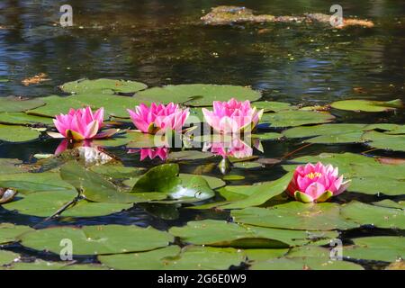 White Water Rose, Wasserlilie auf einem Teich im Low Barns Nature Reserve, County Durham, England, Großbritannien. Stockfoto