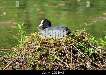 Ruß in einem Teich, der auf seinem Nest sitzt, Low Barns Nature Reserve, County Durham, England, Großbritannien. Stockfoto