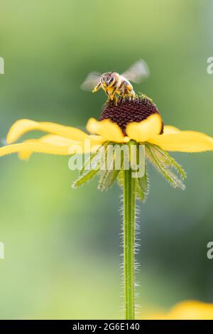 Honigbiene (APIs mellifera) auf gelber (Echinacea paradoxa) Koneblume, Altona, Hamburg, Deutschland Stockfoto