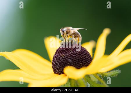 Honigbiene (APIs mellifera) auf gelber (Echinacea paradoxa) Koneblume, Altona, Hamburg, Deutschland Stockfoto