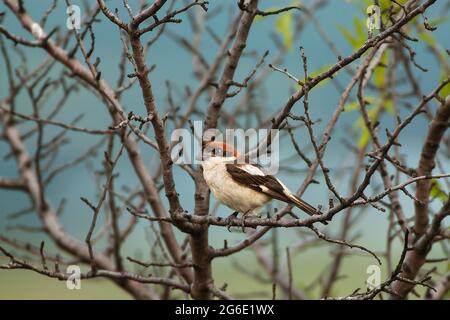 Waldkitzler-Würger (Lanius-Senator) auf seinem Roost, Ostava, Bulgarien Stockfoto