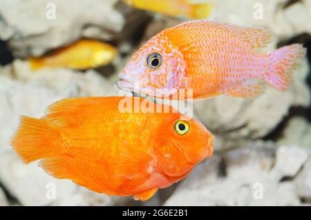 Wunderschöne orangefarbene Fische, die in einem Aquarium auf einem unentschärfenden Hintergrund aus Steinen schwimmen Stockfoto