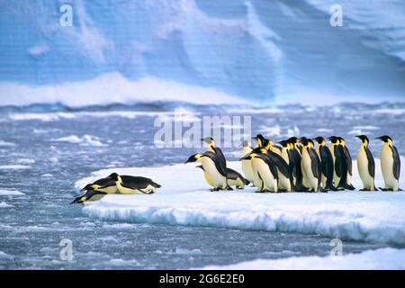 Kaiserpinguine (Aptenodytes forsteri) tauchen im Wasser in der Nähe der deutschen Neumayer Antarktisstation, Atka Bay, Weddellmeer, Antarktis Stockfoto