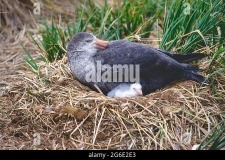 Nördlicher Riesensturmläufer (Macronectes halli) mit Küken im Nest, Prion Island, Südgeorgien Stockfoto