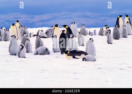 Kaiserpinguin (Aptenodytes forsteri)-Kolonie, Stancomb-Wills-Gletscher, Atka Bay, Weddellmeer, Antarktis Stockfoto