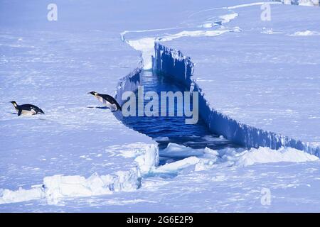 Kaiserpinguin springt aus dem Wasser, Riiser-Larsen-Schelfeis, Queen Maud Land Coast, Weddellmeer, Antarktis Stockfoto