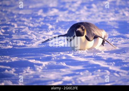 Kaiserpinguin (Aptenodytes forsteri) beim Rutschen auf der Eisscholle, dem Riiser-Larsen-Schelfeis, der Küste des Queen Maud-Landes, dem Weddellmeer und der Antarktis Stockfoto