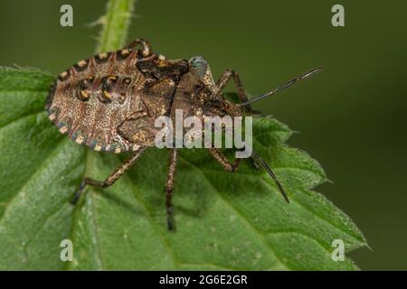 Waldwanze (Pentatoma rufipes) Larve auf einem Brennnesselblatt, Baden-Württemberg, Deutschland Stockfoto