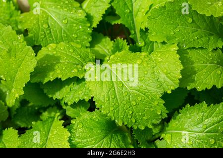 Junge Pflanzen von schwarzem Senf (Brassica nigra) Stockfoto