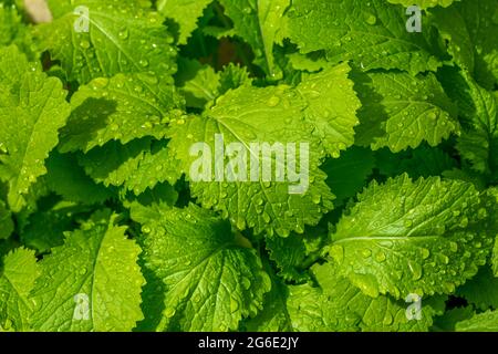 Junge Pflanzen von schwarzem Senf (Brassica nigra) Stockfoto