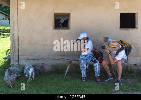 Fotografen, die Hühner fotografieren, Bad Windsheim, Bayern, Deutschland Stockfoto