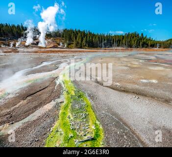 Rote Mineralvorkommen und grüne Algen an einer Thermalquelle, dampfenden heißen Quellen, Noris Geyser Basin, Yellowstone National Park, Wyoming, USA Stockfoto