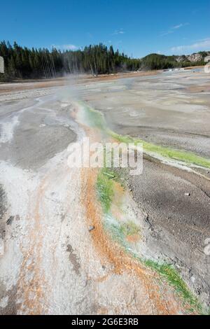 Rote Mineralvorkommen und grüne Algen an einer Thermalquelle, dampfenden heißen Quellen, Noris Geyser Basin, Yellowstone National Park, Wyoming, USA Stockfoto