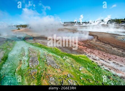 Rote Mineralvorkommen und grüne Algen an einer Thermalquelle, dampfende heiße Quellen, Whirligig Geyser, Noris Geyser Basin, Yellowstone National Park Stockfoto