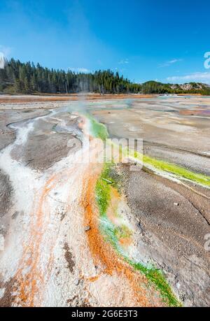 Rote Mineralvorkommen und grüne Algen an einer Thermalquelle, dampfenden heißen Quellen, Noris Geyser Basin, Yellowstone National Park, Wyoming, USA Stockfoto