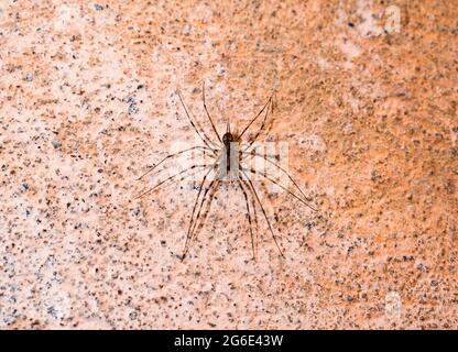Baumstammspinnen (Familie Hersiliidae) sind eine tropische und subtropische Spinnenfamilie. Sie werden auch als „Zweischwanzspinnen“ bezeichnet, weil ihre hinteren Spinnweben länger als gewöhnlich sind und wie Schwänze erscheinen. Spinnerets sind die Organe, mit denen die Spinnen ihre Seide spinnen. Es handelt sich um kleine, flache Spinnen, die auf Baumstämmen und Felsoberflächen residieren. Sie sind umherstreifende Jäger, die mit Geschwindigkeit kleine Beutetiere überfallen. Hier paaren sich zwei kleine Baumstamm-Spinnen und tarnen sich fast mit der Wand. Während der Paarung versuchten sie auch, Wasp Moth in Tehatta, Westbengalen, zu jagen; Indien weiter Stockfoto