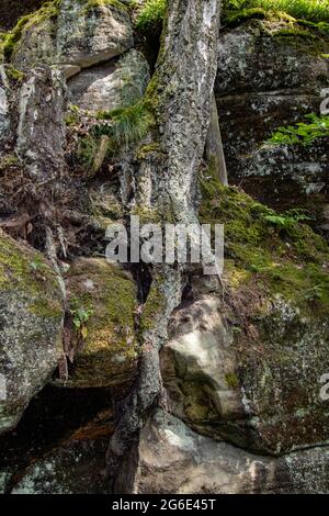 Baumwurzeln zwischen Felsen durchsetzt Stockfoto