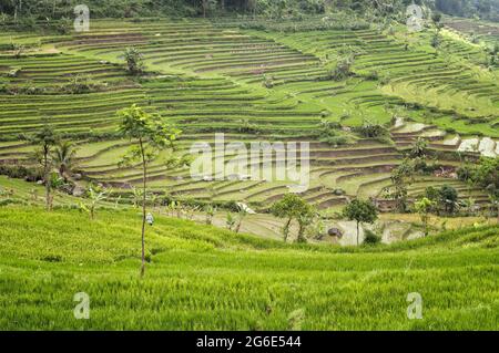 Wunderschöne terrassenförmige Reisfelder in der Nähe von Magelang, Java Island, Indonesien Stockfoto