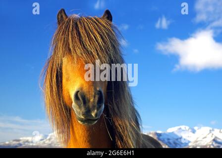 Isländisches Pferd, dicke Mähne vor den Augen, Dalvik, Island Stockfoto