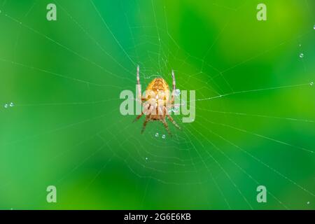 Europäische Gartenspinne, Araneus diadematus, im Netz mit Wassertropfen Stockfoto