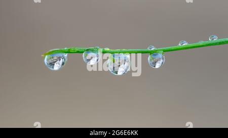 Wasser tropft auf einem Stamm nach dem Regen, Makro Stockfoto