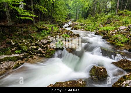 Torrent in Hartelsgraben, Nationalpark Gesaeuse, Steiermark, Österreich Stockfoto