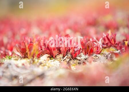Leuchtend rote Blätter der alpinen Bärenbeere (Arctous alpina, Arctostaphylos alpina) während der Herbstfärbung in der Natur Nordfinnlands Stockfoto