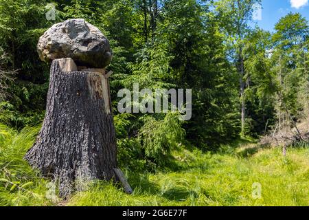 Großer Steinblock auf einem Baumstumpf im Wald. Stockfoto