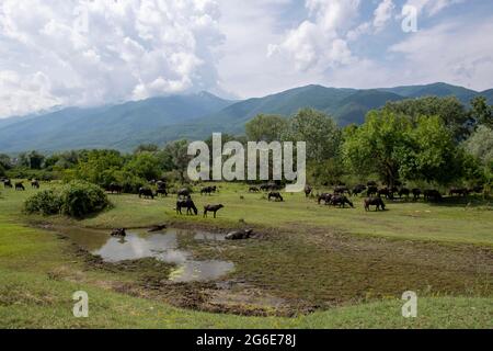 Asiatischer Wasserbüffel (Bubalus bubalis) auf der Weide, Kerkini-See, Mazedonien, Griechenland Stockfoto