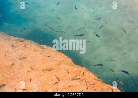 Fischen Sie im Wadi Bani Khalid, Sultanat von Oman Stockfoto