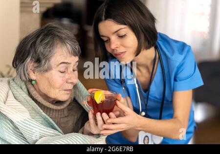 Der Arzt brachte heißen Zitronentee und sitzt mit der Patientin, eingewickelt in eine Decke, wenn sie eine Erkältung hat. Stockfoto