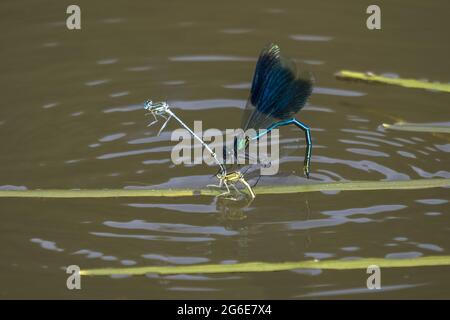 Gebänderte demoiselle (Calopteryx splendens), Männchen, angreifende Hufeisendamselflies (Coenagrion puella), Hessen, Deutschland Stockfoto