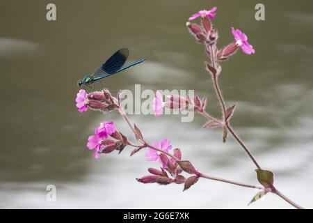 Gebänderte demoiselle (Calopteryx splendens), männlich, auf rotem campion (Silene dioica) rotem campion, Hessen, Deutschland Stockfoto